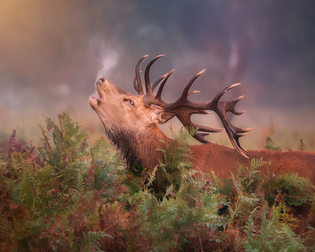 A red deer looks as though it is yawning while it bellows at sunrise. The stag created a cloud of steamy breath as it was warmed by the first light of the sun in Richmond Park, London on October 28, 2025. (Photo by Cristian Vasile/Solent News & Photo Agency)