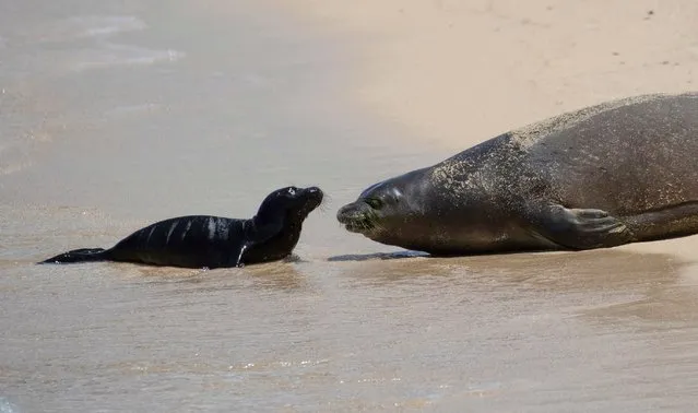 Hawaiian monk seal Kaiwi and her newborn pup lie on the sand at Waikiki's Kaimana Beach in Honolulu on Thursday, April 20, 2023. Officials fenced off a large stretch of a popular Waikiki beach to protect the seal and her days-old pup. The unusual move highlights the challenges of protecting endangered species in a state that attracts millions of travelers every year. (Photo by Cindy Ellen Russell/Honolulu Star-Advertiser via AP Photo)