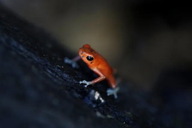 A blue jeans dart frog, a morph of the strawberry poison dart frog (Oophaga pumilio), which is part of the new “Land of Frogs” permanent exhibition at the Gamboa Rainforest Hotel on the outskirts of Panama City, January 7, 2015. (Photo by Carlos Jasso/Reuters)