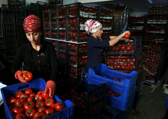 Workers pack tomatoes at a wholesale market in the Mediterranean resort city of Antalya, Turkey, November 30, 2015. (Photo by Kaan Soyturk/Reuters)