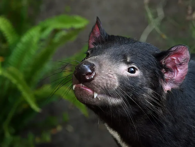 A Tasmanian Devil named Conrad inside its enclosure at the San Diego Zoo, California on January 13, 2015.  Tasmanian Devils are native to Australia and are a carnivorous marsupial. (Photo by Mark Ralston/AFP Photo)