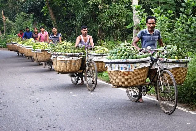 Farmers carry bicycles laden with mangoes to sell at a market in Kansat, Chapainawabganj, Bangladesh on June 7, 2023. The use of bicycles reduces transportation costs for them who can carry up to 400 mangoes on each bike. The mangoes are loaded in bicycles and pushed all the way through a forest to the Biggest Mango Market – Kansat. Carrying the load by cycles is laborious as each basket contains about 40kg of mangoes. Bangladesh generally produces about 800,000 metric tons of mangoes on 51,000 hectares of land. Chapainawabganj alone produces almost 200,000 tons of mangoes on 23,282 hectares of land. Mango – the king of fruits in Bangladesh – is one of the most delicious and popular fruits during the sunny summer. Green fruits are often put into curries or 'dal' (pulse soup) for extra taste. A considerable quantity of both ripe and green fruits are used for making jam, jelly, squash, chutney, pickle, and similar other products. (Photo by Joy Saha/Rex Features/Shutterstock)