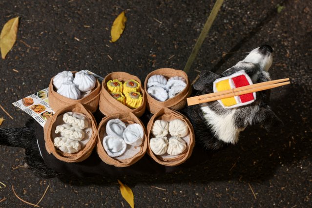 Body, a chihuahua mix is dressed as a dim sum delivery dog before the Halloween Dog Parade in New York City, U.S., October 19, 2024. (Photo by Caitlin Ochs/Reuters)