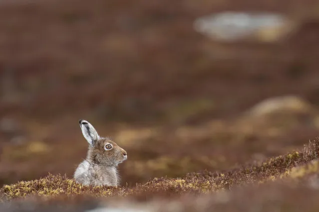 A mountain hare in the Cairngorms national park, Scotland. (Photo by Paul Carpenter/Alamy Stock Photo)