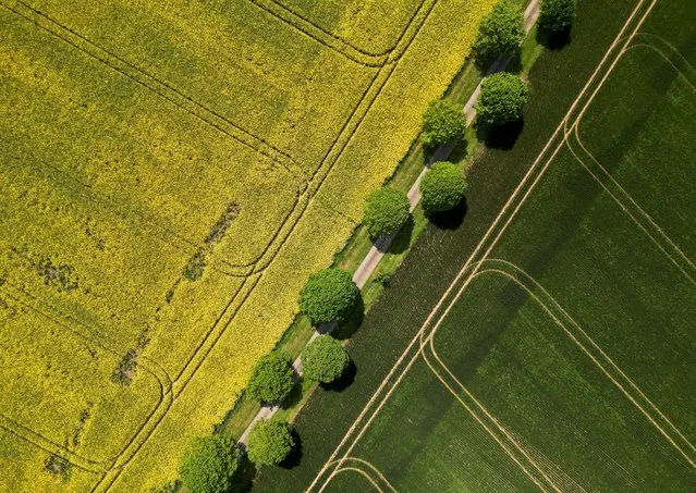 An aerial view shows a yellow rapeseed field in Hemel Hempstead, Britain on May 23, 2023. (Photo by Matthew Childs/Reuters)