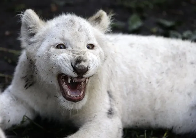 One of a pair of four-month-old white lion cubs snarls as they play together in their enclosure at the Altiplano Zoo in Tlaxcala, Tuesday, August 7, 2018. Cesar Toriz, the zoo's director, says the cubs' mother rejected them so they had to be bottle fed formula for their first couple months. (Photo by Rebecca Blackwell/AP Photo)