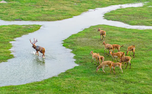 Elks play in the Yellow Sea Yeludang mudflat in Yancheng City, Jiangsu Province, China, July 9, 2023. (Photo by Costfoto/NurPhoto via Getty Images)