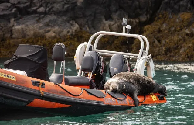 A grey seal has a mid-day sleep on a rescue boat at Martin's Haven, Pembrokeshire, south-west of Wales in the last decade of July 2023. (Photo by Brian Matthews/Animal News Agency)