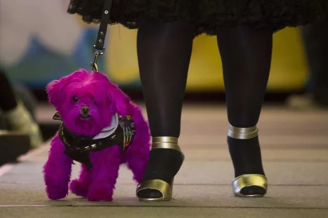 A dog walks the runway during a New York Pet Fashion Show event during Fashion Week in the Manhattan borough of New York February 12, 2015. (Photo by Carlo Allegri/Reuters)