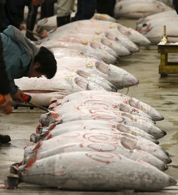 A wholesaler checks the quality of frozen tuna displayed at the Tsukiji fish market before the New Year's auction in Tokyo, Japan, January 5, 2016. (Photo by Toru Hanai/Reuters)
