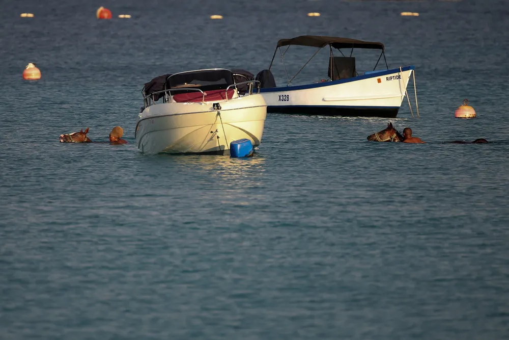 Swimming with Horses
