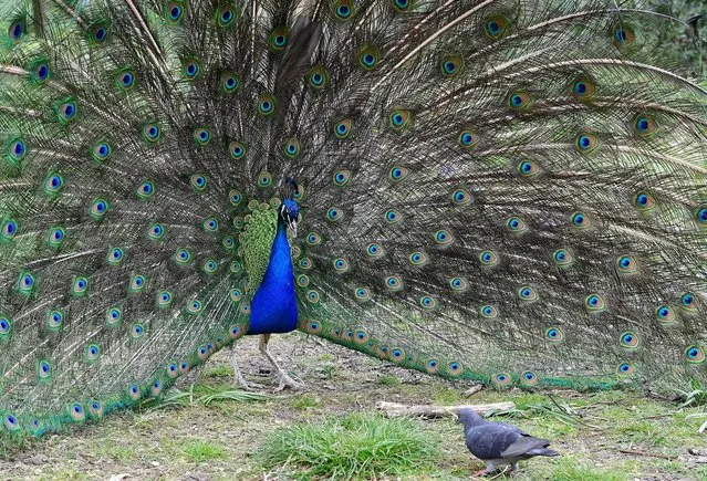A peacock shows its plumage as part of a courtship display while a pigeon feeds nearby at a park in London, Britain on April 20, 2021. (Photo by Toby Melville/Reuters)