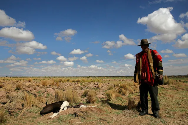 A farmer stands next to a carcass of a cow during the worst drought in 25 years in El Choro, Bolivia, December 1, 2016. (Photo by David Mercado/Reuters)