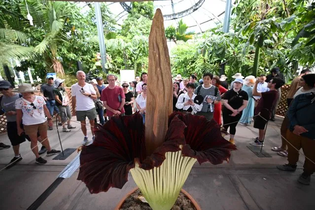 Visitors gather to see and smell the Corpse Flower during it's brief bloom, as it is displayed at the Botanical Gardens section of the Huntington Library in San Marino, California, on August 28, 2023. The Corpse Flower (Amorphophallus titanum) is the largest unbranched inflorescence in the plant kingdom and can grow more than 8 feet (2.43m) tall, blooming for only 1 to 3 days every few years, boasting a powerful stench when it blooms, earning the flower its putrid name. (Photo by Robyn Beck/AFP Photo)