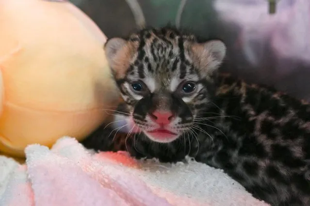 An eleven-days-old ocelot (Leopardus pardalis) is pictured in an incubator at La Aurora zoo, in Guatemala City on May 31, 2021. (Photo by Johan Ordonez/AFP Photo)