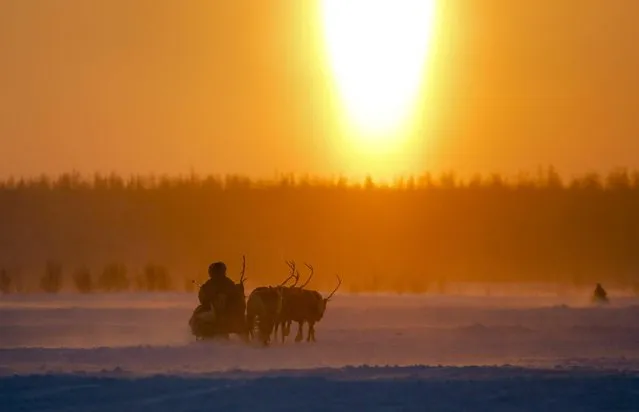 In this photo taken on Sunday, March 15, 2015, a Nenets man rides in a reindeer sled at sunset after the Reindeer Herder's Day in the city of Nadym, in Yamal-Nenets Region, 2500 kilometers (about 1553 miles) northeast of Moscow, Russia. Some participants at the Reindeer Herder's Day travel hundreds of kilometers across the frozen tundra to attend the competition in the region in northern Siberia, more than half of the territory of which lies above the Arctic Circle. (Photo by Dmitry Lovetsky/AP Photo)