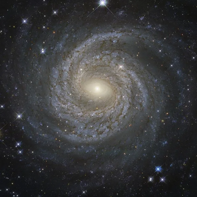 A NASA/ESA Hubble Space Telescope image shows a spiral galaxy NGC 6814, whose luminous nucleus and spectacular sweeping arms, rippled with an intricate pattern of dark dust, is a highly variable source of X-ray radiation, causing scientists to suspect that it hosts a supermassive black hole with a mass about 18 million times that of the Sun. (Photo by Reuters/NASA)