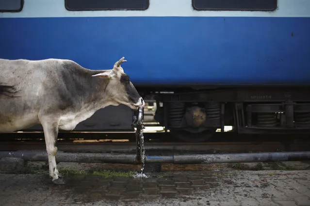 A cow drinks water from a water pipe at Allahabad railway station in Allahabad October 26, 2012. (Photo by Navesh Chitrakar/Reuters