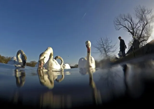 Swans search for food as they swim in Hyde Park in central London, Britain January 2, 2017. (Photo by Stefan Wermuth/Reuters)