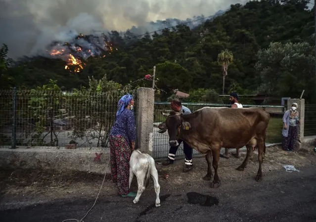 People leave with their animals as advancing fires rage Hisaronu area, Turkey, Monday, August 2, 2021. For the sixth straight day, Turkish firefighters battled Monday to control the blazes that are tearing through forests near Turkey's beach destinations. Fed by strong winds and scorching temperatures, the fires that began Wednesday have left eight people dead. Residents and tourists have fled vacation resorts in flotillas of small boats or convoys of cars and trucks. (Photo by AP Photo/Stringer)