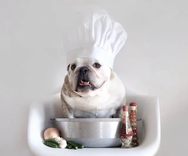 Maya the bulldog as a chef. (Photo by Tania Ahsan/Caters News)