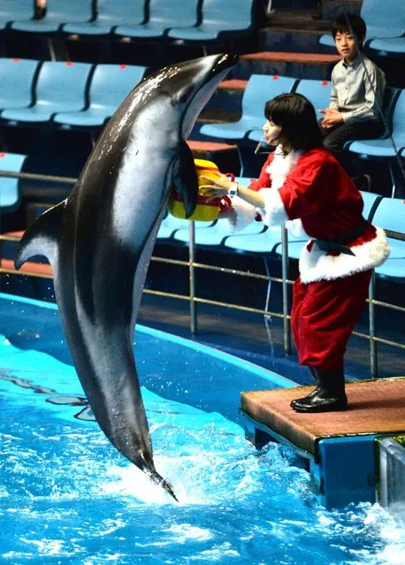 A dolphin leaps out of the water to pass a “gift” package to an animal trainer wearing a Santa Claus costume during a show at the Aqua Stadium aquarium in Tokyo on December 18, 2013. (Photo by Yoshikazu Tsuno/AFP Photo)