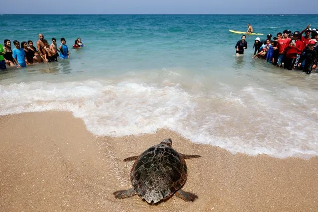 People watch as a loggerhead sea turtle is released back to sea following months recovering from an injury at Israel's Nature and Park Authority's National Sea Turtle Rescue Centre, at Palmahim Beach National Park, Israel on August 5, 2021. (Photo by Amir Cohen/Reuters)