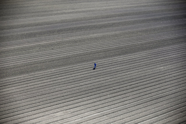Lucy Nicholson, UK. Professional; Environment. A worker walks through dry farm fields in Los Banos, California. Water regulators have adopted strict quotas in urban areas as the state’s drought enters its fourth year. (Photo by Lucy Nicholson/Reuters/Sony World Photography Awards)