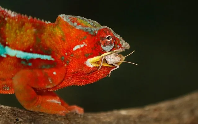 A Panther Chameleon eats an insect at ZSL Whipsnade Zoo 2021 weigh-in and measurement, in Dunstable, Britain, August 24, 2021. (Photo by Matthew Childs/Reuters)