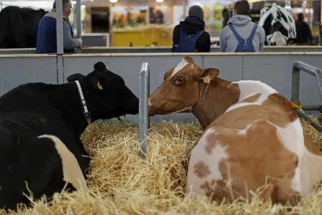 Cows are seen on the eve of the opening of the International Agricultural Show in Paris, France, February 26, 2016. (Photo by Benoit Tessier/Reuters)