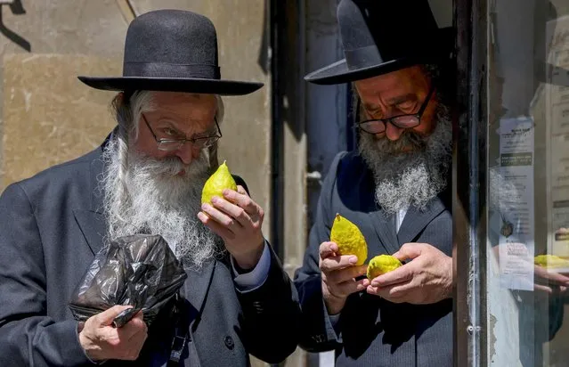 Ultra-Orthodox Jews inspect etrog citrus fruits ahead of the celebration of Sukkot, the Feast of Tabernacles, in the Ultra-Orthodox neighbourhood of Mea Shearim in Jerusalem September 17, 2021. Sukkot, which starts on September 20, 2021, commemorates the desert wanderings of the Israelites after their exodus from Egypt, and the gathering of the harvest. (Photo by Emmanuel Dunand/AFP Photo)