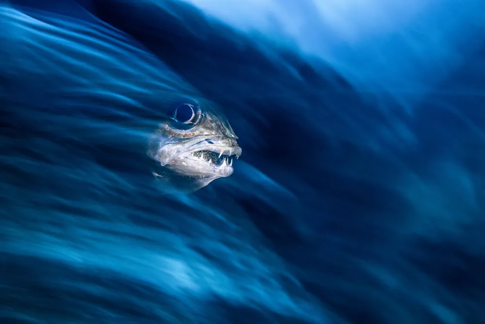 UK Underwater Photographer of the Year 2019