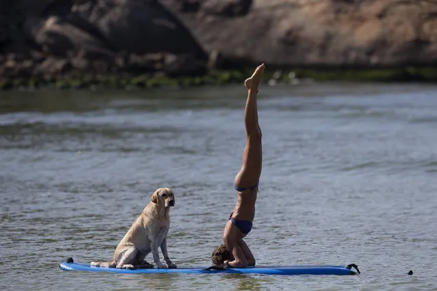 Cecilia Canetti practices yoga on a stand-up paddle board as her dog Polo accompanies her off Barra de Tijuca beach in Rio de Janeiro, Brazil, Thursday, Jan. 16, 2014. Canetti is training her dog to accompany her as she stand-up paddle surfs, along with other paddle surfing dog owners preparing for an upcoming competition of paddle surfers who compete with their dogs. (Photo by Silvia Izquierdo/AP Photo)