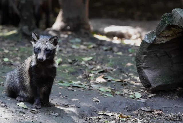 View of a raccoon dog or Tanuki (Nyctereutes procyonoides) at the Chapultpec Zoo in Mexico City on August 06, 2015. (Photo by Alfredo Estrella/AFP Photo)