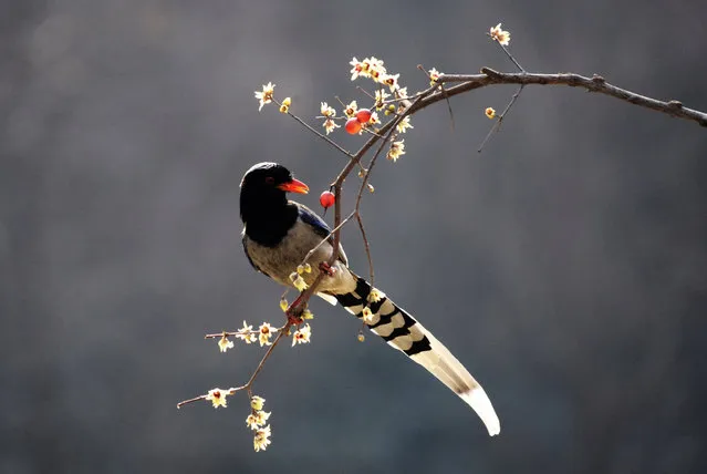 A red-billed blue magpie feasts on berries in Xiuhu Park, Zhengzhou, China. (Photo by Costfoto/Barcroft Images)