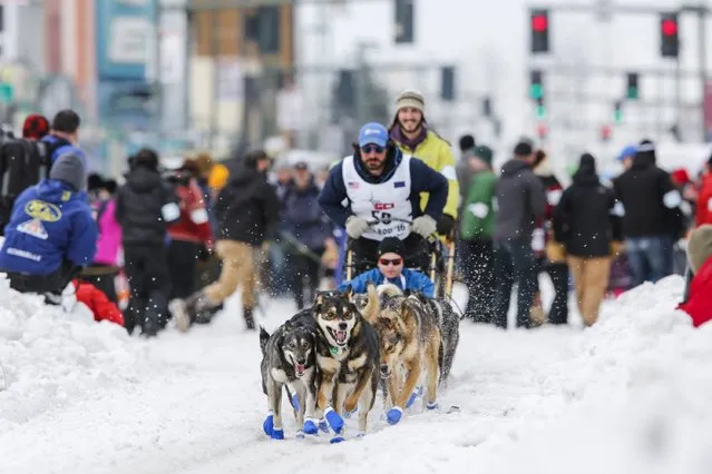 Rookie Cody Strathe and team leave the ceremonial start of the Iditarod Trail Sled Dog Race to begin the near 1,000-mile (1,600-km) journey through Alaska’s frigid wilderness in downtown Anchorage, Alaska March 5, 2016. (Photo by Nathaniel Wilder/Reuters)