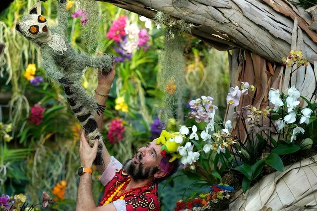 Hence Roling, Kew Ambassador and in House Florist, looks at displays of Orchids ahead of the opening to the public of the Orchid festival at Kew Gardens in London, Thursday, February 1, 2024. The festival which is open from Feb.3 to March 3, features thousands of colourful orchids and hundreds of other tropical plants-Horticultural displays all hand-crafted from plants, including lemurs, chameleons and the enigmatic aye-aye. (Photo by Alastair Grant/AP Photo)