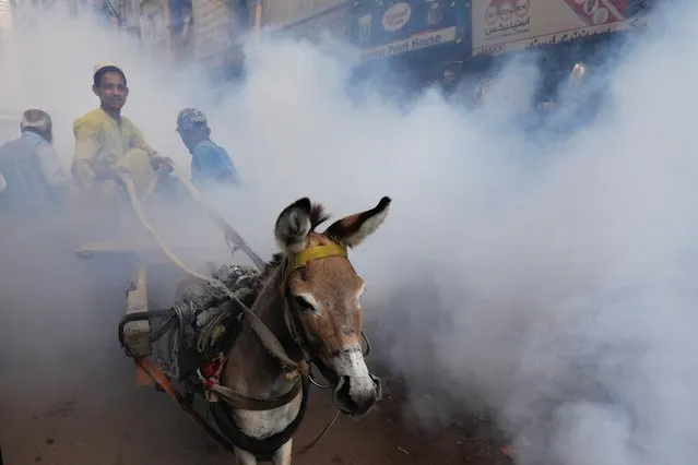 A labourer rides his donkey cart amid the fumigation vapour cloud, that is being sprayed to stem the spread of Dengue virus, during a fumigation drive by Sindh Solid Waste Management Board in Lyari neighborhood in Karachi, Pakistan on October 6, 2021. (Photo by Akhtar Soomro/Reuters)