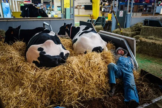 A farmer rests with cows on the eve of the opening of the 60th International Agriculture Fair (Salon de l'Agriculture) at the Porte de Versailles exhibition centre in Paris, on February 23, 2024. (Photo by Dimitar Dilkoff/AFP Photo)