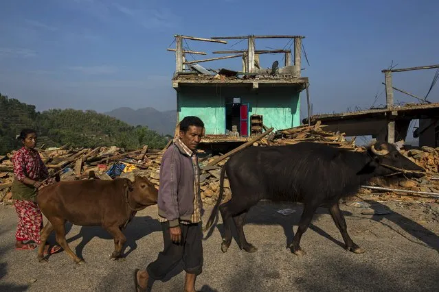 Local residents walk with their buffalos past collapsed houses after the April 25 earthquake in Sindhupalchowk, Nepal, May 14, 2015. (Photo by Athit Perawongmetha/Reuters)