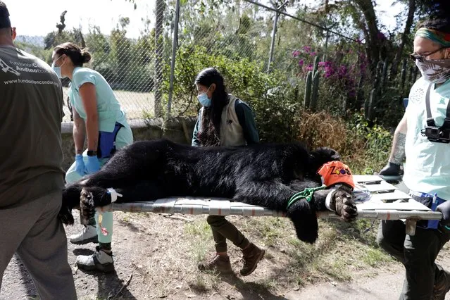 Veterinarians and biologists from the Quito Zoo and the Andean Condor Foundation transfer the juvenile Andean bear Tupak to the helicopter that returns him into the wild, after the bear's life was deemed in danger due to proximity to humans, in Quito, Ecuador on March 31, 2024. (Photo by Karen Toro/Reuters)