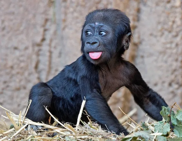 Baby gorilla Jengo relaxes in his enclosure at the zoo in Leipzig, Germany, Thursday, March 20, 2014. The baby gorilla was born on December 2, 2013. (Photo by Jens Meyer/AP Photo)