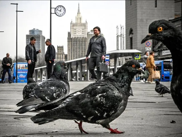 Pigeons walk in front of the Russian Foreign Ministry building (C) in Moscow on April 8, 2024. Russian Foreign Minister Sergei Lavrov will visit Moscow's key diplomatic and economic partner China on April 8-9, his Ministry said in a statement. (Photo by Alexander Nemenov/AFP Photo)