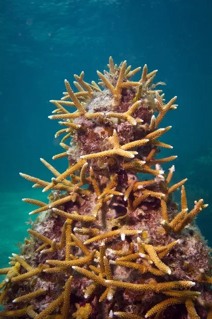 “Holy man”. Underwater Sculpture, Museo Subacuático de Arte, Cancun. (Photo by Jason deCaires Taylor/UnderwaterSculpture)