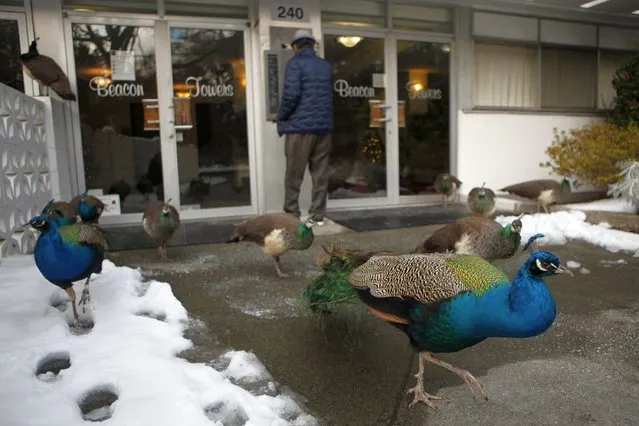 Wild peacocks from nearby Beacon Hill Park gather as a man uses the buzzer to enter an apartment building in Victoria, B.C., on Saturday, January 1, 2022. (Photo by Chad Hipolito/he Canadian Press via AP Photo)
