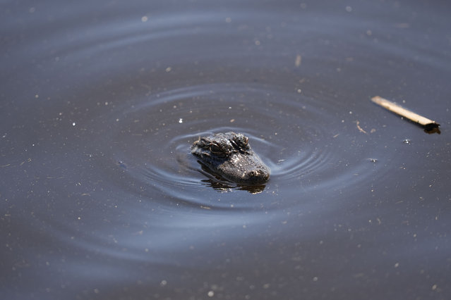 A baby alligator peers from the water along the ninth green during the first round of the PGA Zurich Classic golf tournament at TPC Louisiana in Avondale, La., Thursday, April 25, 2024. (Photo by Gerald Herbert/AP Photo)