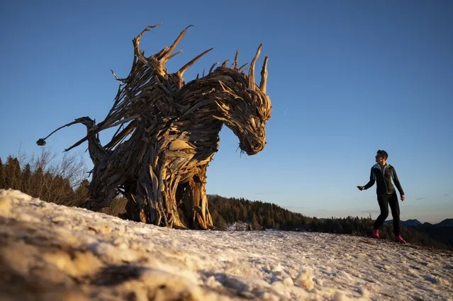 A woman walks near the “Vaia Dragon”, a sculpture made by Italian artist Marco Martalar in Lavarone near Trento, Alps Region, Northeastern Italy, on December 13, 2021. Venetian artist Marco Martalar creates his works from wooden debris of the Vaia windstorm that hit the Veneto region in October 2018, destroying thousands of hectares of forest, shattering the Italian forest system. The artist goes to the affected places to search and collect pieces of roots without any use of tools, only with his bare hands. The sculpture of the “Drago Vaia” represents the fury of nature that has struck these areas. (Photo by Marco Bertorello/AFP Photo)