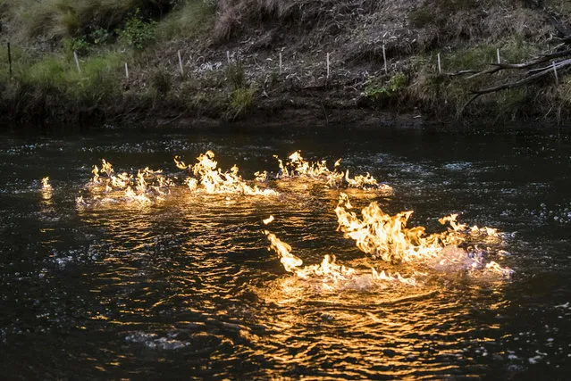 Methane gas on fire along the Condamine river in Queensland, Australia on April 24, 2016. Australian Greens MP Jeremy Buckingham used a lighter to ignite bubbles of methane in the river to draw attention to methane gas he says is seeping into the water due to fracking. (Photo by Max Phillips/AFP Photo)