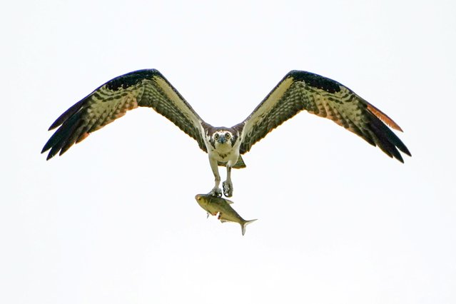 An osprey is taking a fish from the water just after sunrise at the Oxbow Nature Conservancy in Lawrenceburg, Indiana, on May 14, 2024. (Photo by Jason Whitman/NurPhoto/Rex Features/Shutterstock)
