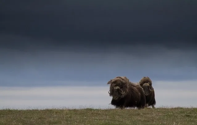 Wild Musk Oxen in Arctic Prairie in Russia